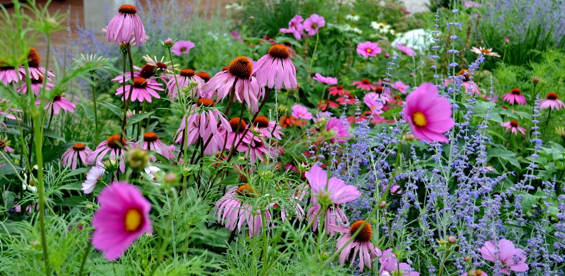 stadtuin kortrijk 1 bloemen
